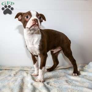 Winter, Boston Terrier Puppy